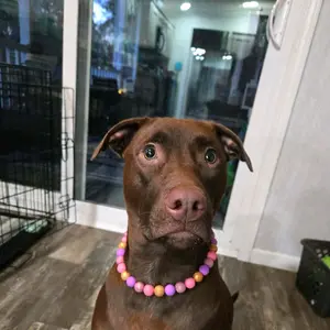 Personalized Dog Necklace