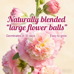 200PCS Double Hollyhock Seeds ‘Radiant Rose’ – Mixed Color Heirloom Flower Seeds, Hardy Biennial Tall Garden Flowers for Planting