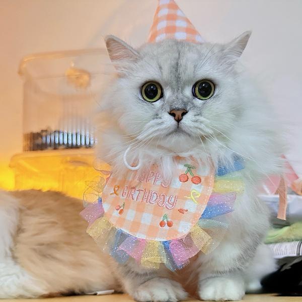 Birthday Party Collar and Hat Set for Cats and Dogs