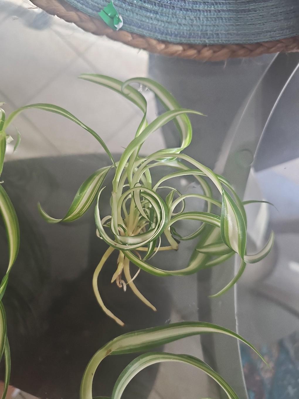 spider plant rooted - free shipping