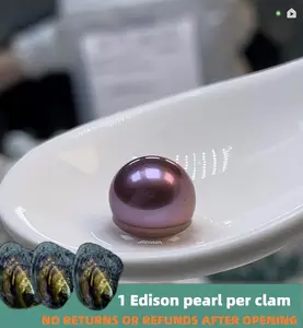 【Will】Blueberry Edison Pearl 1 pink/purple color Freshwater Pearl Newbie-recommanded｜Live Opening 1 Edison pearl per clam Non-Refundable NO RETURNS OR REFUNDS AFTER