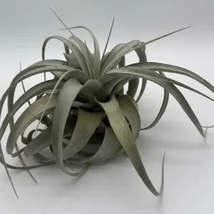 Tillandsia Xerographica Live Tropical Air Plant for Beginners - Easy Care, Compact Size, Air Purifying, No Soil Required Variegated Houseplant