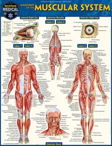 Anatomy of the Muscular System: A Quickstudy Laminated Reference Guide -- Vincent Perez, Poster