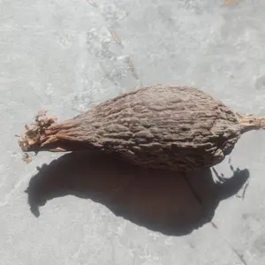1 Whole Botanical Seed Pod (Alligator pepper) for Spiritual & Ritual Use