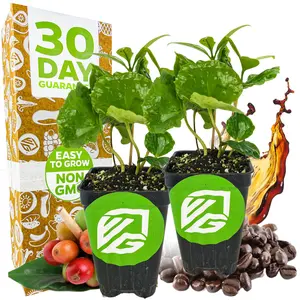 (2-Pack) Coffee Live Plant - Coffea arabica by Wellspring Gardens Starter Plant - Great for Gardeners & Coffee Lovers - Shrub Tree for Home Garden & Yard - Grow Your Own Coffee Beans - for Indoor or Outdoor