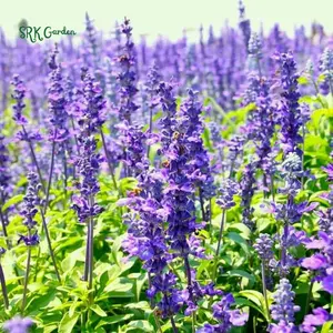 Blue Hyssop Seeds | 250 Seeds