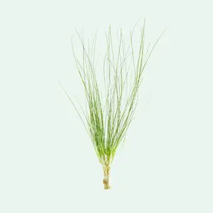 Eriocaulon Feather Duster
