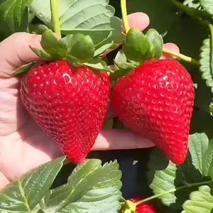 1000 Strawberry Seeds for Backyard Garden and Raised Planters, Berry Planting Seeds Only Not Live Plants