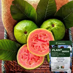 200 Pink Guava Seeds for Planting Ideal for Pots Greenhouses and Outdoor Gardens Versatile Use for All Gardening Enthusiasts Plant Starter