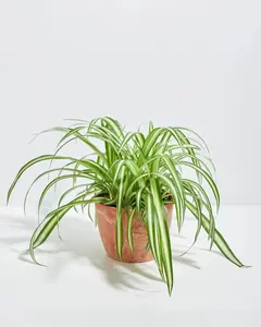 Variegated Spider Plant