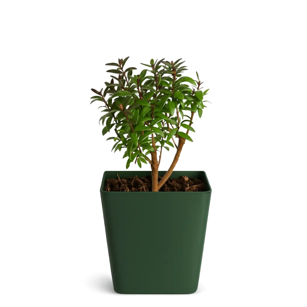 Dwarf Myrtle Bonsai Tree Starter – Mini Evergreen Plant Gift