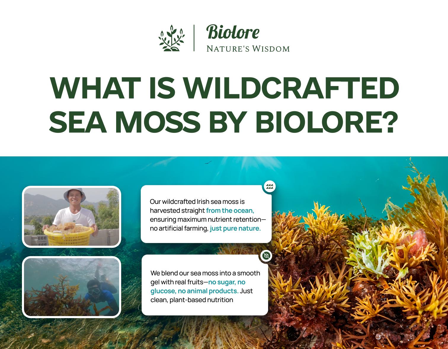Biolore Sea Moss Elderberry Flavor 8oz Sea Moss Gel - Rich in Minerals, Proteins & Vitamins - Vegan Health Supplement Made in USA Natural Biolore Sea Moss Elderberry Flavor 8oz Sea Moss Gel - Rich in Minerals, Proteins & Vitamins - Vegan Health Supplement Made in USA Natural