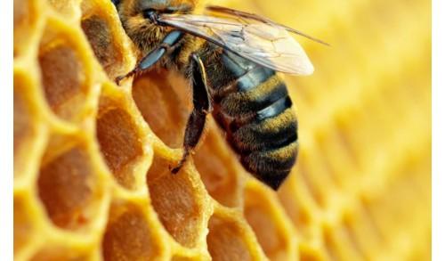 Beekeeper's Naturals Sinus Support - 30 Day Supply