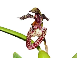 Bulbophyllum lasiochilum