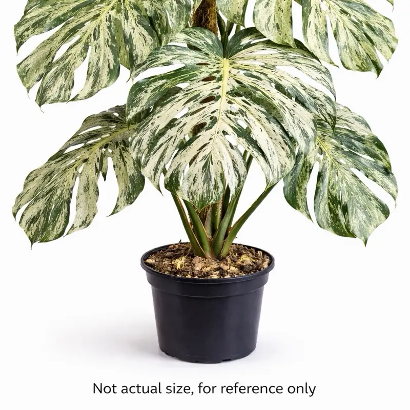 Monstera “Bulbasaur” Tissue Culture Plantlet | Growers Choice
