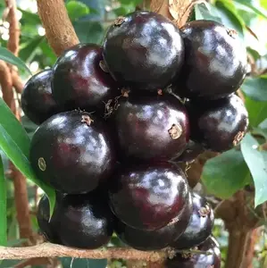 Jaboticaba Tree - Live Plant in a 3 Inch Growers Pot - Plinia Cauliflora - Starter Tree - Edible Fruit Trees from Florida bonsai Planting garden
