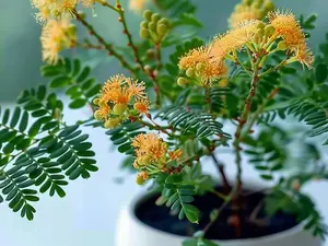 Sensitive Plant Mimosa Pudica Seeds – Indoor Houseplant Variety, 1000 Seeds
