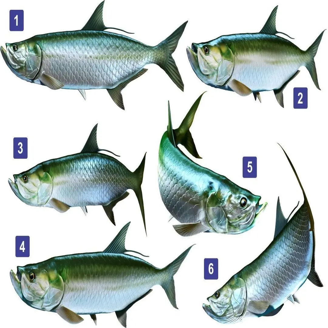Tarpon Beautiful Fish Decal | Fishing Decal for Boat, Car, Vehicle, Truck Etc. | Waterproof Vinyl Sticker | Many Sizes & Styles Available | 12" to 40" by Digital Fish Art