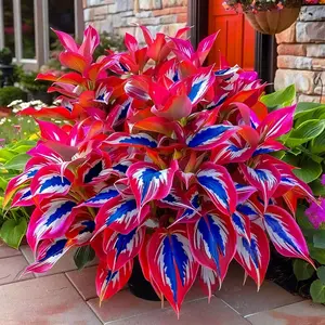 700pcs Rare White & Red Hosta Seeds with Blue Variations – Perennial Plants for Outdoor Gardens, Pollinator Attraction & Indoor Bonsai Decoration