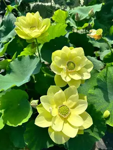 Bowl Lotus Seed Pack 20 Count – Compact Water Garden Flower Variety for Balcony Ponds and Decorative Containers, Seeds Only, Not Live Plants