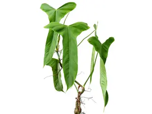 Philodendron balaoanum (seedling)