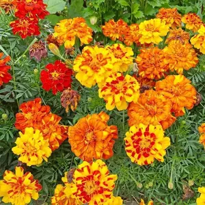 200 Marigold Seeds Pack – Colorful Ornamental Flower Seeds for Garden Borders and Patio Planters, Seeds Only