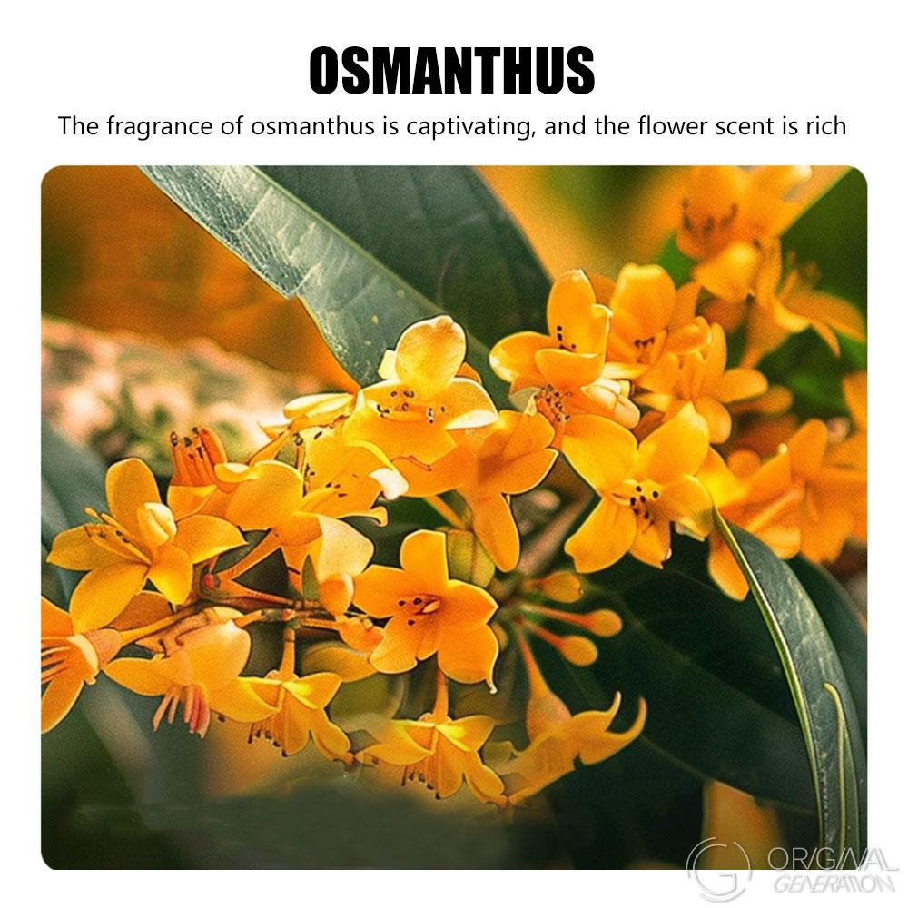 BOGO Rose/Osmanthus Baked Milk Tea 2 Cartons With Limited Glft 12 Drinks With Red Dates, Rock Sugar, Longan, Goji Berry, New Zealand Milk, Golden Needle Black Tea