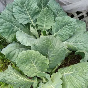 Hybrid Collard Greens 25+ Seeds - Frost Tolerant