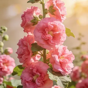 Colorful Hollyhock Flower Seeds – Easy to Grow Tall Garden Flowers, Perfect for Backyard Landscaping, Cottage Style Garden Plants, Beginner Friendly Flower Seeds