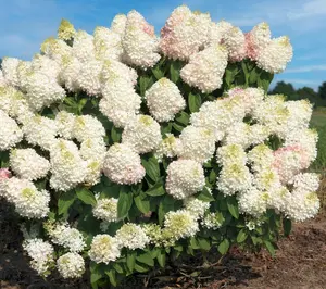 Cottage Farms Sweet Starlight Hydrangea
