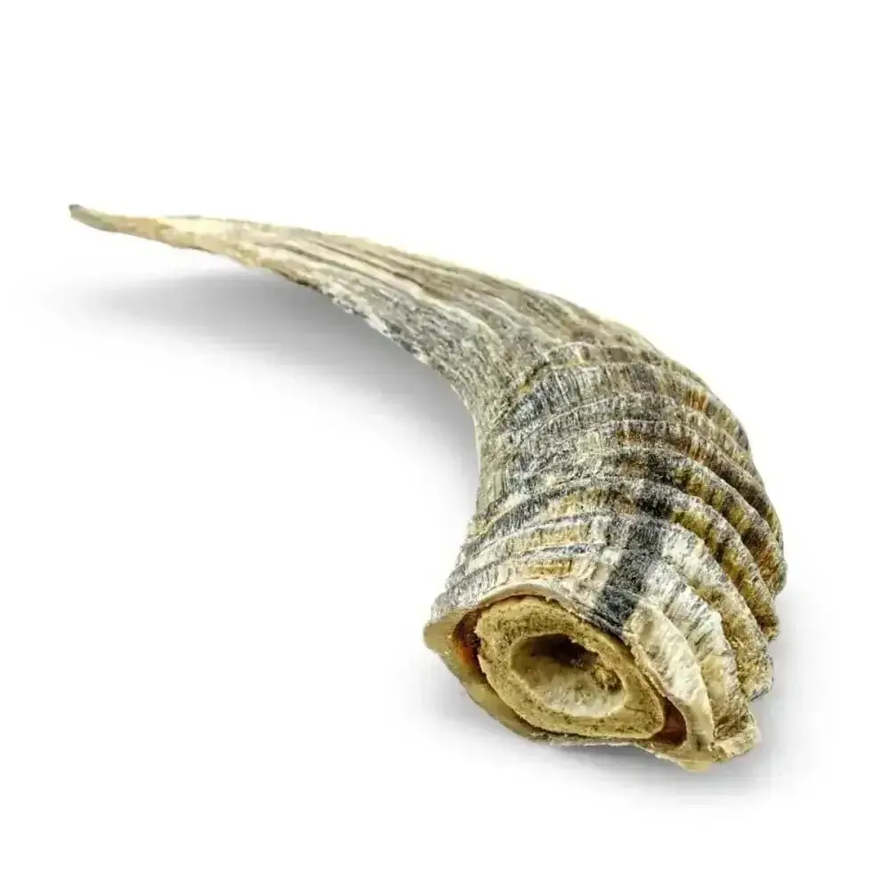 Icelandic+ Small Lamb Horn w/ Marrow Individual