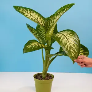 Dieffenbachia “Tropic Snow” - 6” Pot