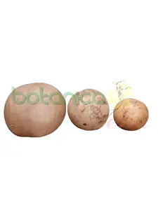 Jicaras De Guira De 3 Tamaños