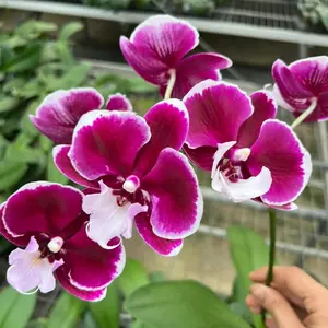 58Pcs White Orchid Seeds Perennial Flower Seeds for Planting Graceful Indoor Outdoor Blooms Ideal for Pots Containers Rock Gardens Decorative Landscaping