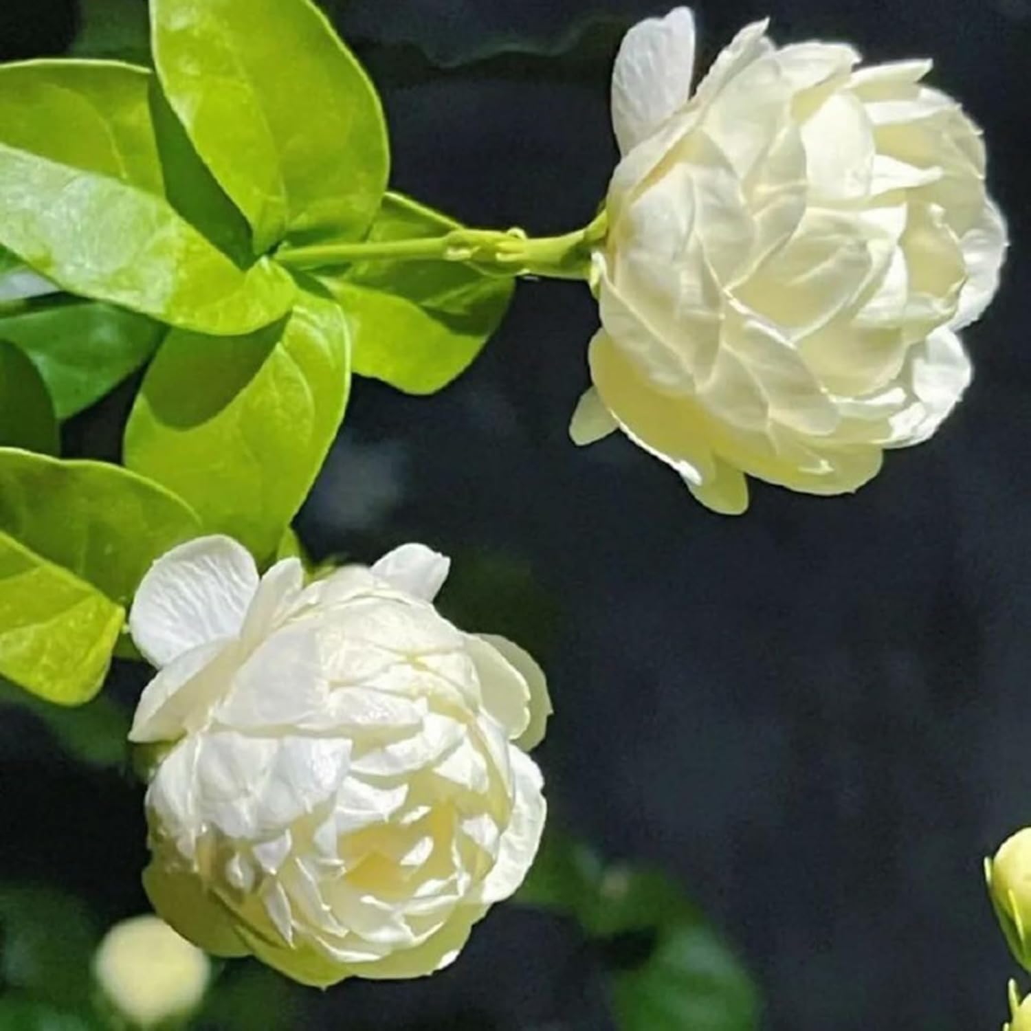 50+ Pcs Mixed Color Jasmine Seeds  for Planting Outdoors