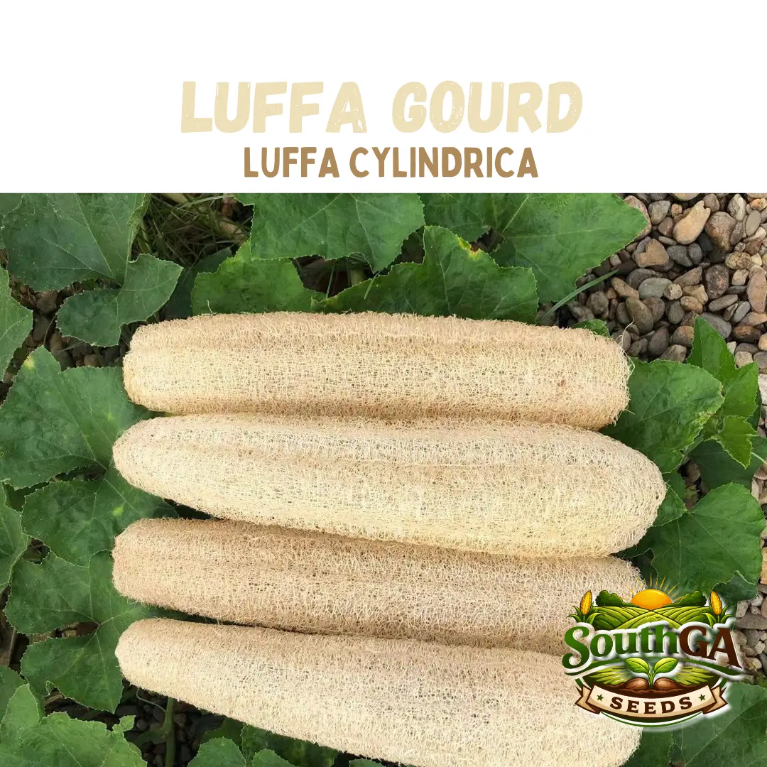 Luffa Gourd Seeds (Luff cylindrica)
