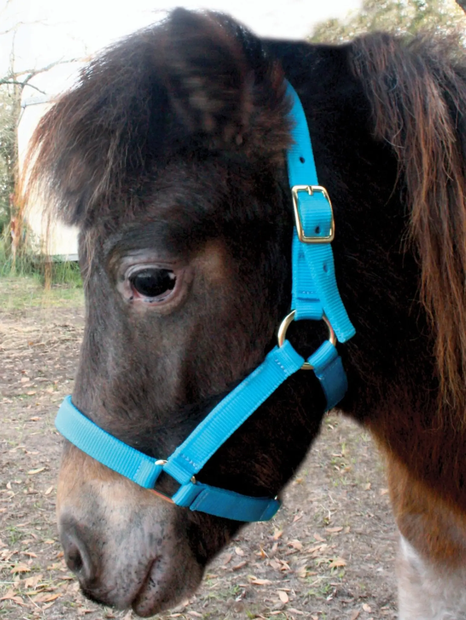 Jeffers Nylon Miniature Horse Halters, 2-Ply, 3/4"