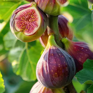 Heirloom Non-GMO-Fig Tree Live Plant – Perennial Fig Fruit Tree Starter for Outdoor Garden and Yard Planting