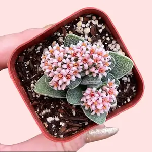 Crassula ‘Silver Springtime’ – Blooming Succulent with Pink Flowers – Ships in 2” Pot Beginner Friendly